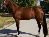 Азаргагүй морь, Hanoverian — 3 зураг