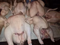 Vindem carne de curcan/curci — الصورة 4