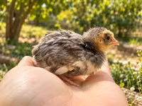 Quails — 照片 2