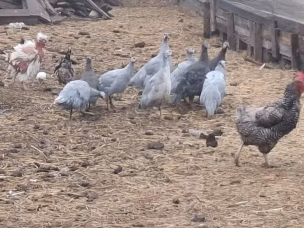 Guinea fowl