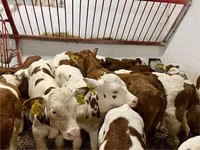Cattle (batch, sex not specified), Simmental cattle — photo 2