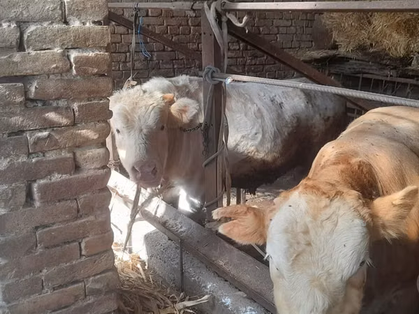 Bulle, Simmental cattle