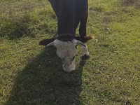 Cow, Simmental cattle — photo 2