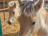 Mare, lcelandic horse — photo 3