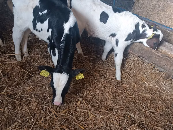 Bulle, Russian Black pied cattle