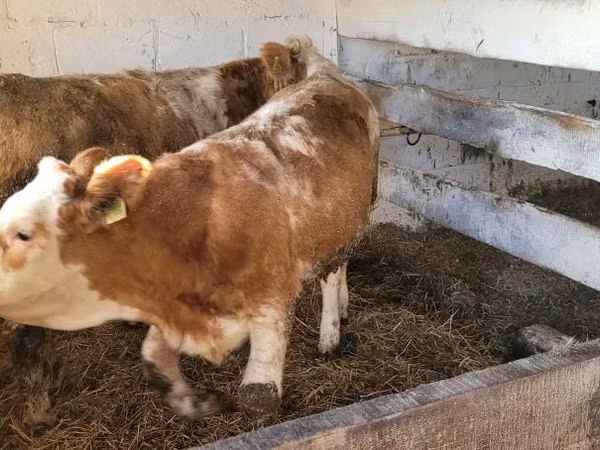 Үнээ, Simmental cattle