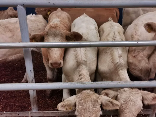 Cattle (batch, sex not specified), Charolais cattle