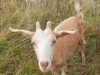 Ziege, Ziegen — Foto 4