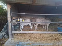 Toro, Ganado vacuno — foto 3