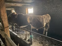 Бух, Simmental cattle — 3 зураг