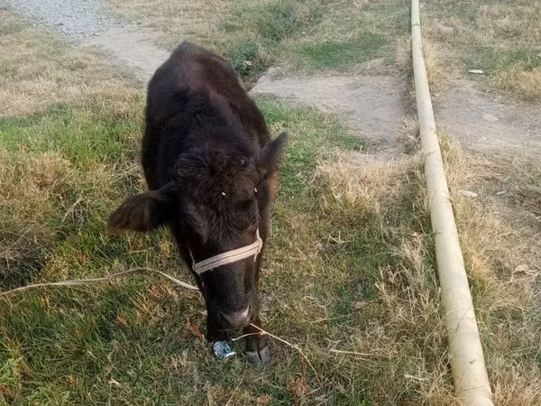母牛, Cattle