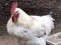 Chickens — 2 зураг