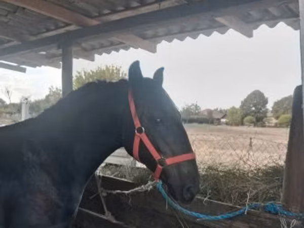 公马, Horses