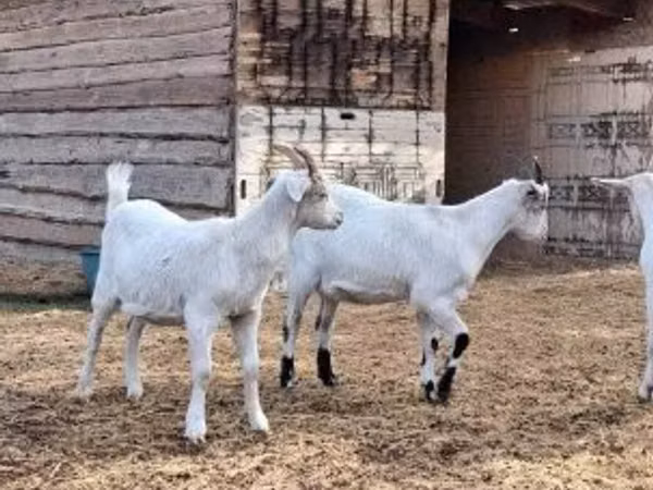बकरा, Saanen goat