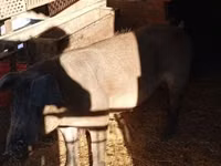Boar — photo 2