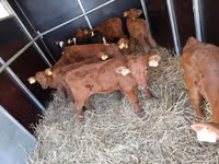 Cattle (batch, sex not specified), Limousin cow — photo 1