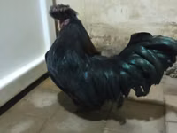 याकीडो — फ़ोटो 2