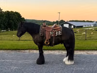 Адуу, Gypsy horse — 1 зураг