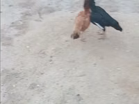 Chickens — الصورة 1