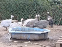 Guinea fowl — 2 зураг