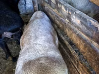 Widder, Hissar sheep — Foto 4