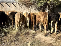Toro, Swiss cattle — foto 4