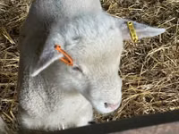 Хуц, Ile-de-France sheep — 6 зураг