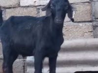 Ямааны ухна, Anatolian Black goats — 1 зураг
