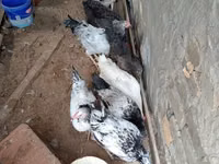 Chickens — 6 зураг