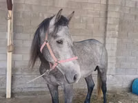 حصان, Kustanai horse — الصورة 2
