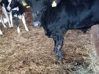Bulle, Limousin-Kuh — Foto 6
