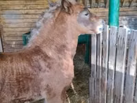 Mare, Horses — photo 5