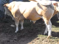 Bull, Blonde d’Aquitane cattle — photo 2