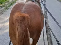 公马, Horses — 照片 2