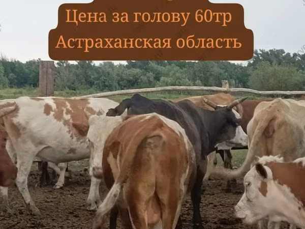 Бык, Голштинская порода