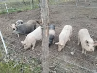 Cerda, Cerdos — foto 1