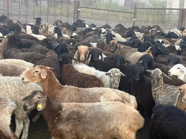 Widder, Schafe
