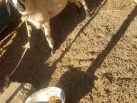 Ram, Sheep — photo 5