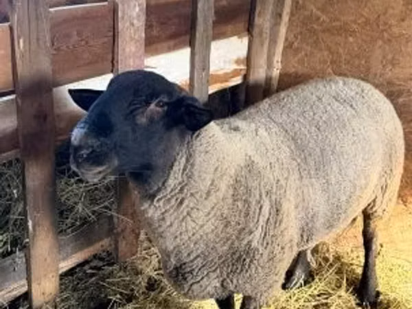 Widder, White Suffolk sheep