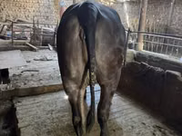 Cow, Brahman — photo 1