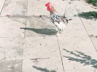 Japanisches Bantam — Foto 1