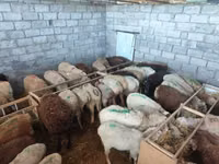 نعجة, Beulah Speckled face sheep — الصورة 8