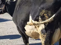 Kuh, Holstein-Rasse — Foto 4