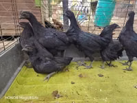 Ayam Cemani — photo 6