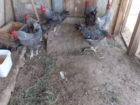 Chickens — الصورة 6