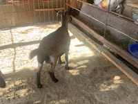 बकरी, Czech Brown Shorthaired goats — फ़ोटो 4