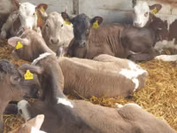 Cattle (batch, sex not specified), Cattle — photo 7
