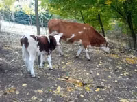 Бух, French Simmental cattle — 1 зураг