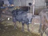 公牛, Russian Black pied cattle — 照片 5