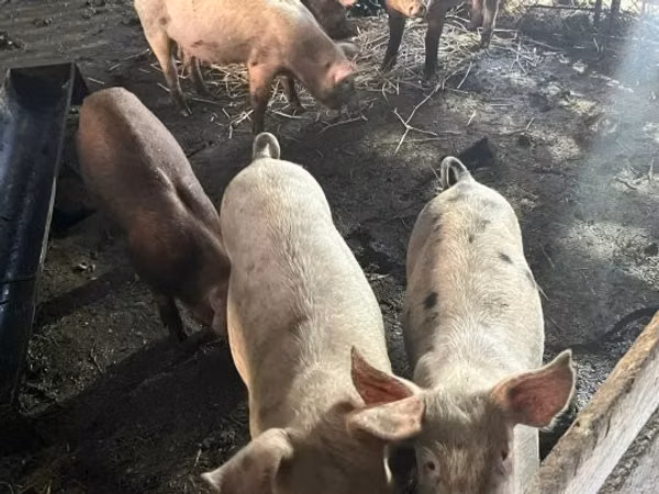 Sow, Pigs